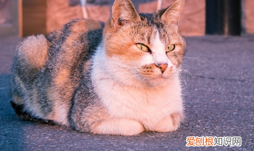 猫喜欢盯着一个地方看 ，猫猫喜欢盯着我看？