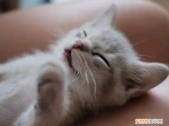 猫咪鼻子里一直发出呼噜声正常吗 ，猫咪鼻子里有呼噜声？
