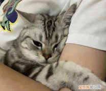 猫为什么早上最粘人 ，猫为什么会在早上最粘人？