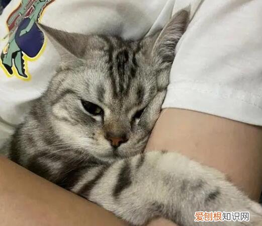 猫为什么早上最粘人 ，猫为什么会在早上最粘人？