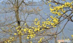 重阳节插茱萸是思念亲人吗 ，重阳节插茱萸的诗句？
