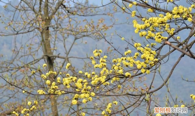 重阳节插茱萸是思念亲人吗 ，重阳节插茱萸的诗句？