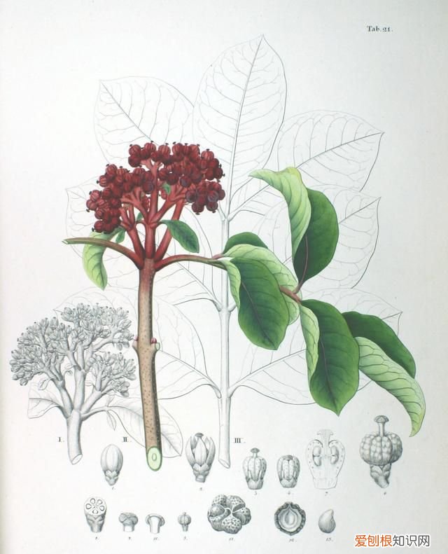 重阳节插茱萸是思念亲人吗 ，重阳节插茱萸的诗句？