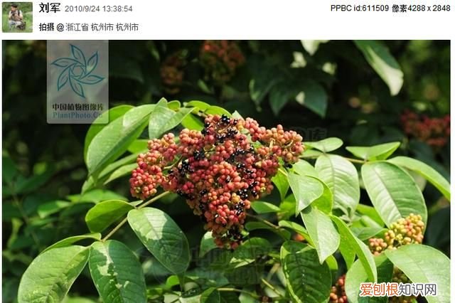 重阳节插茱萸是思念亲人吗 ，重阳节插茱萸的诗句？