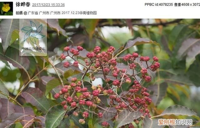 重阳节插茱萸是思念亲人吗 ，重阳节插茱萸的诗句？