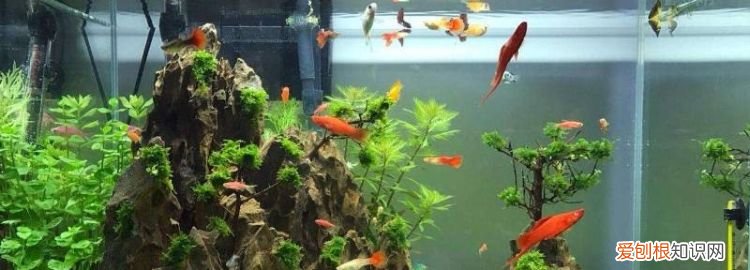 鱼缸鸭嘴出水口怎么能出气泡 ，出水口增氧器制作？