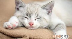 猫咪为何总是睡觉 ，为什么我家猫总是睡觉呢？