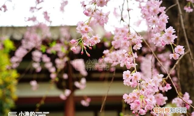 2020樱花开放时间表西安青龙寺 西安青龙寺大美樱花如约而至