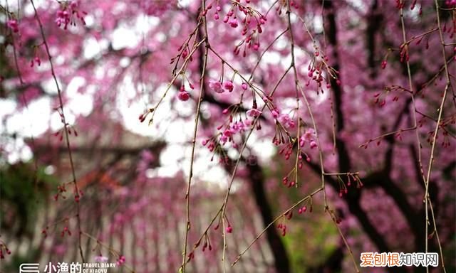 2020樱花开放时间表西安青龙寺 西安青龙寺大美樱花如约而至