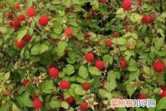 多的像什么一样填词，路边的野果什么得像什么填空二年级上册语文