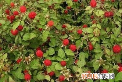 多的像什么一样填词，路边的野果什么得像什么填空二年级上册语文