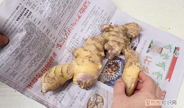 吃不完的生姜如何保鲜 吃不完的生姜切记不要放冰箱