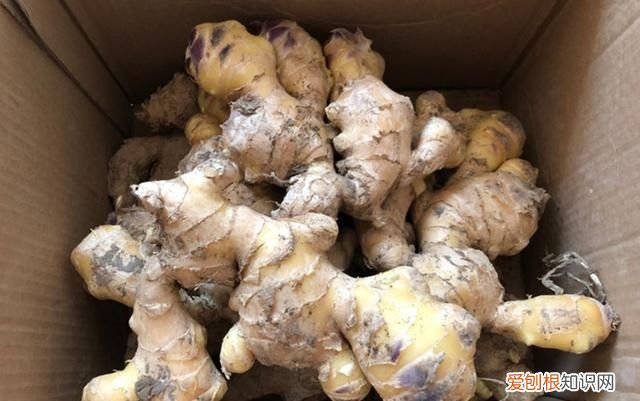 吃不完的生姜如何保鲜 吃不完的生姜切记不要放冰箱