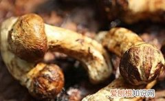 新鲜松茸怎么保存最好的方法