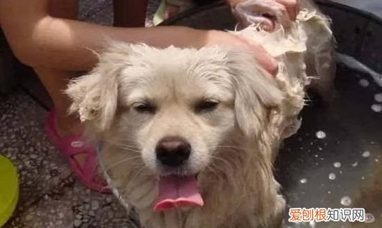 小狗用什么东西洗澡，给狗狗洗澡用什么洗最好