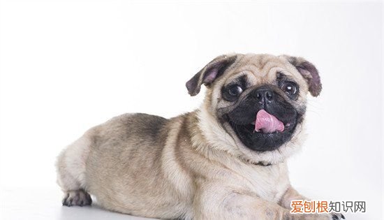 小狗用什么东西洗澡，给狗狗洗澡用什么洗最好