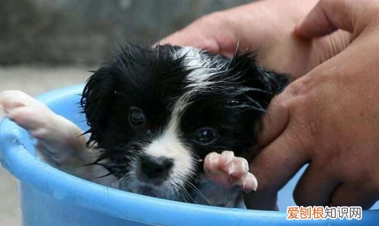 小狗用什么东西洗澡，给狗狗洗澡用什么洗最好