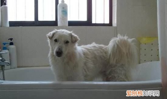 小狗用什么东西洗澡，给狗狗洗澡用什么洗最好