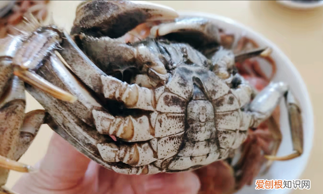 凉水煮螃蟹的正确方法煮几分钟