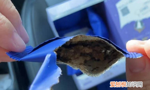 虫子零食什么梗,小零食什么意思