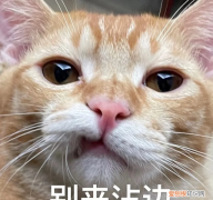 马思唯联名afgk淘宝官网,马思唯afgk成都店衣服粉色