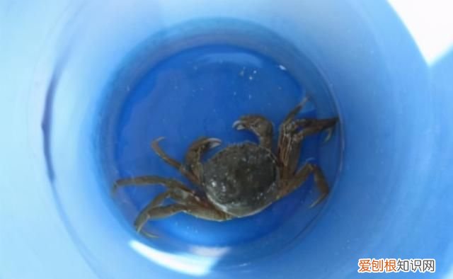 怎样保存螃蟹放一周都是鲜活的,怎么保存螃蟹才能存放更久一些