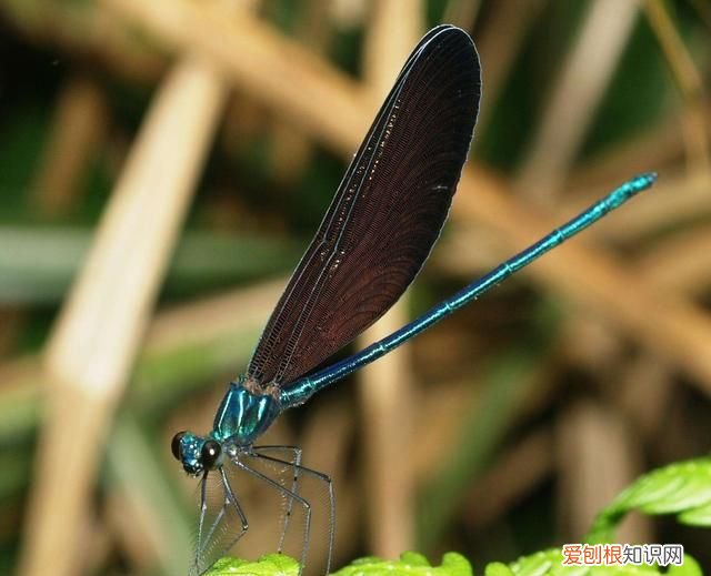 蜻蜓目中的蜻蜓和豆娘的区分是什么