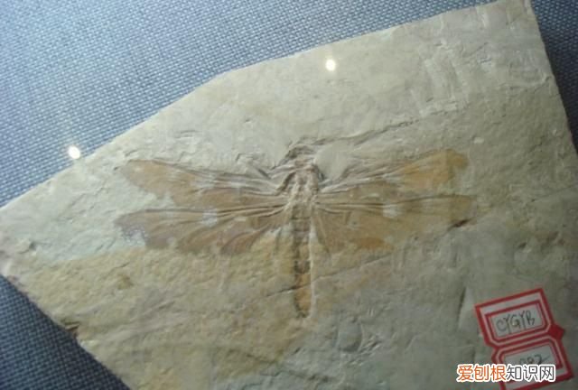 蜻蜓目中的蜻蜓和豆娘的区分是什么