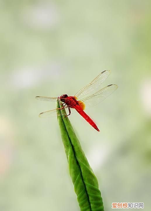 蜻蜓目中的蜻蜓和豆娘的区分是什么
