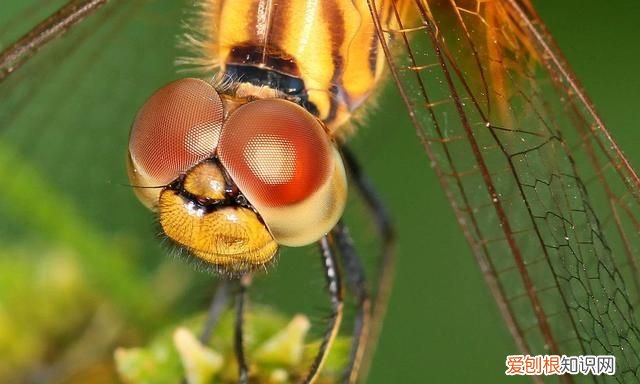 蜻蜓目中的蜻蜓和豆娘的区分是什么