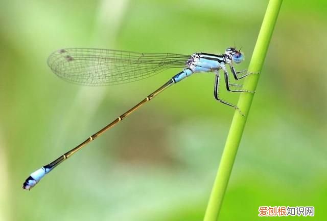 蜻蜓目中的蜻蜓和豆娘的区分是什么