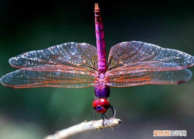 蜻蜓目中的蜻蜓和豆娘的区分是什么