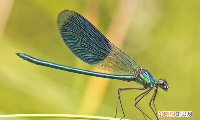 蜻蜓目中的蜻蜓和豆娘的区分是什么