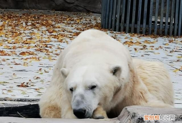 vivox30pro和vivox30建议买吗 vivo x30 pro缺点