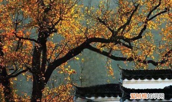 秋分是什么时候，秋分是什么季节