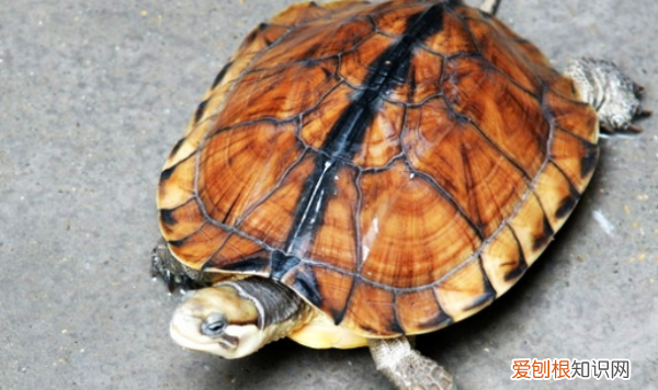 龟蛋怎么孵化，石金钱龟孵蛋需要多少天