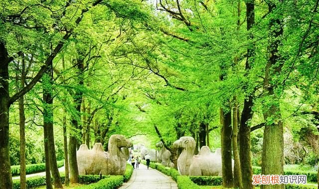 南京旅游必须去的地方推荐,南京旅游攻略必去的10个地方