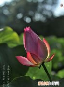 出淤泥而不染形容什么人