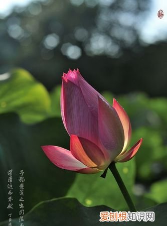 出淤泥而不染形容什么人