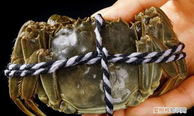 吃不完的螃蟹可以放冰箱保鲜吗