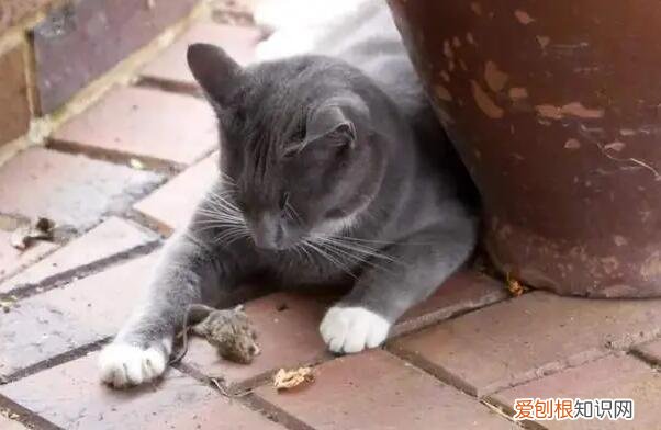 猫不吃老鼠只是玩吗 ,猫不吃老鼠会怎样?