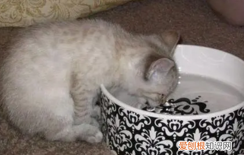 猫猫为什么喜欢趴着 ，猫咪为什么趴着睡？
