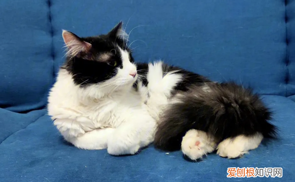 小度小猫为什么 ,小度猫怎么不说话?