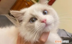 猫为什么是一种神奇的动物 ，猫 为什么叫猫？