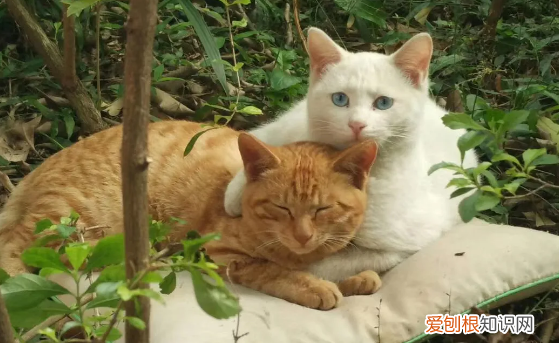 为什么猫咪总是按摩我家猫咪呢怎么办啊 ,猫咪总是按摩是怎么了?