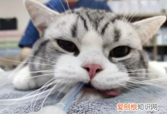 猫咪打麻药不醒 ，猫麻醉后醒不来怎么办？