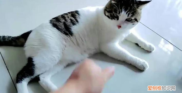 为什么猫不愿意主人抱 ,猫咪为什么不喜欢我抱她?