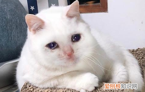 猫咪为什么哭嚎叫 ,猫咪为什么哭嚎叫个不停?