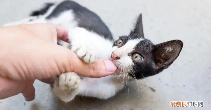 猫生孩子为啥一直咬小猫 ,小猫生宝宝为什么把小猫咬死了?