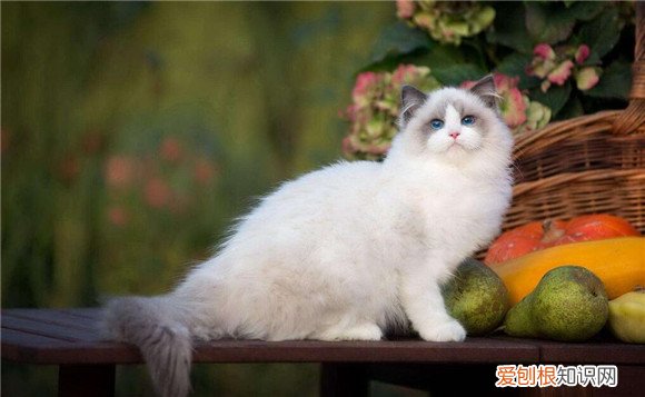 猫咪溶血的原因 ,猫咪溶血什么意思?